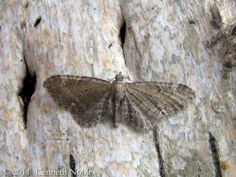 common pug ex IMG_4435 _800_.JPG